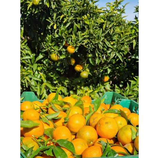 Mandarynka Niewoskowana Premium Clemenules 1KG